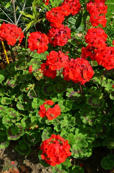 Pelargonium zonale 'Maverick rouge'